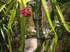 Photo for the classified Dragon Fruit with Fruit on the Tree Saint Martin #0