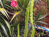 Photo for the classified Dragon Fruit with Fruit on the Tree Saint Martin #3