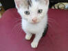 Photo de l'annonce Chaton Guadeloupe #0