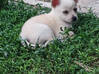 Photo de l'annonce Adorables chiots chihuahua croisé spitz Guadeloupe #1