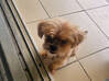 Photo de l'annonce Yorkshir/Shithtzu Martinique #2